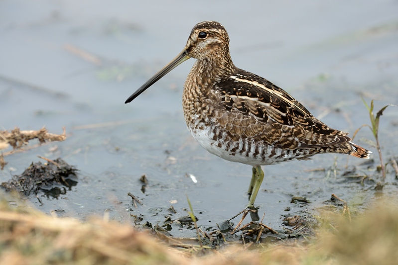 Amerikaanse Watersnip